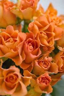 Orange roses.